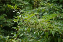 Dioscorea pentaphylla